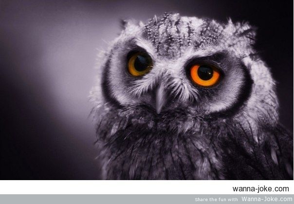 owl-34049