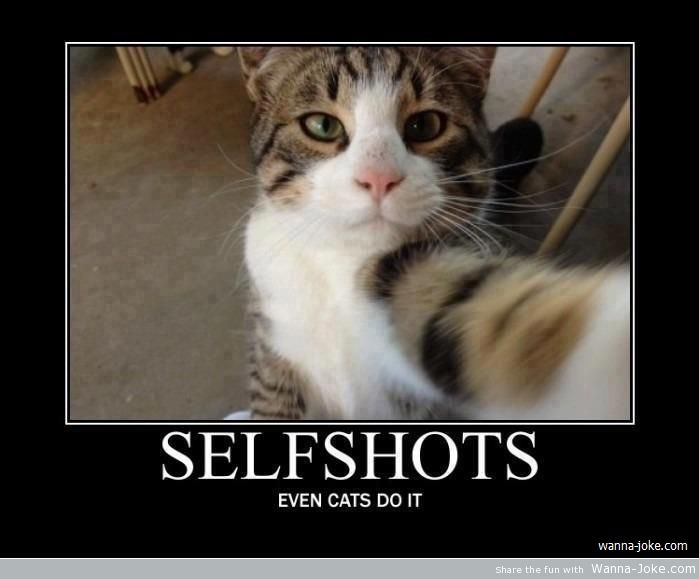 selfshots-cats