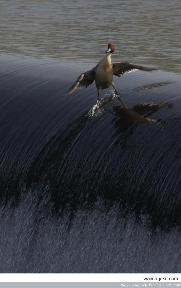 surfing-duck