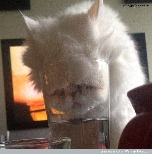 cat-glass