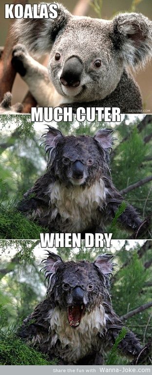 cute-koalas