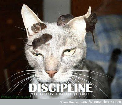 discipline-cat