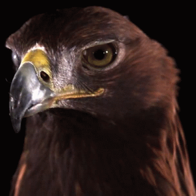 eagle-glance