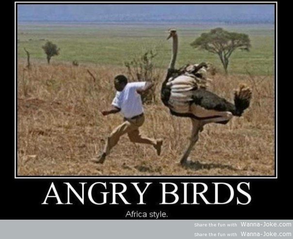 angry-birds-africa-style