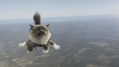 cat-in-the-air