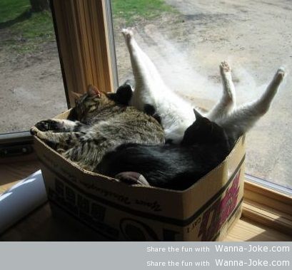 cats-and-box