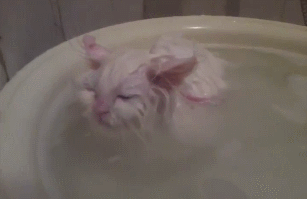 cats-gif-2