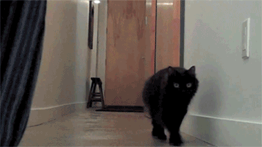 cats-gif-3