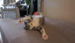 cats-gif-6