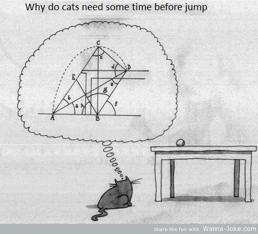 cats-jump