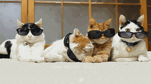 cool-cats-gif
