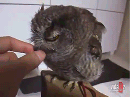 cute-owl-gif