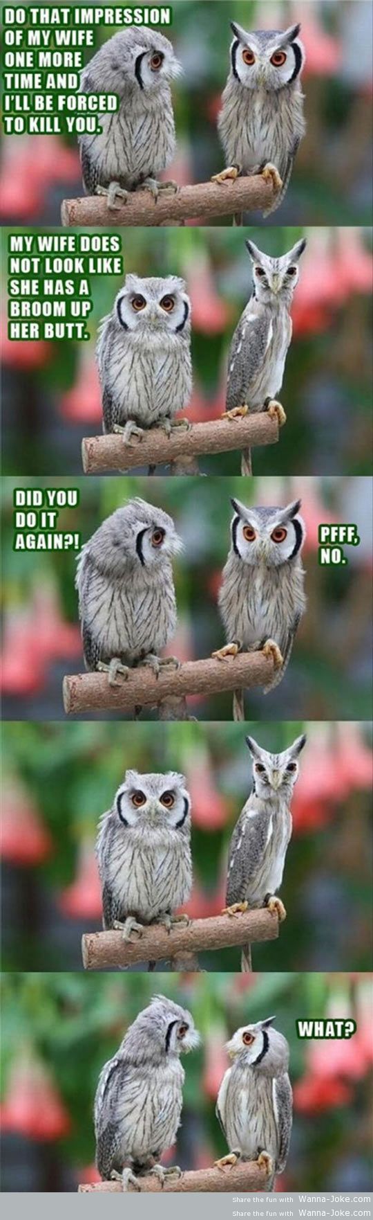 do-it-again-owls