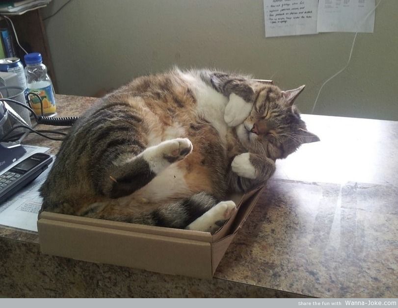 fat-cat-in-the-box