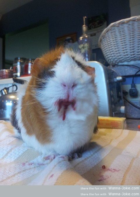 guinea-pig-zombie