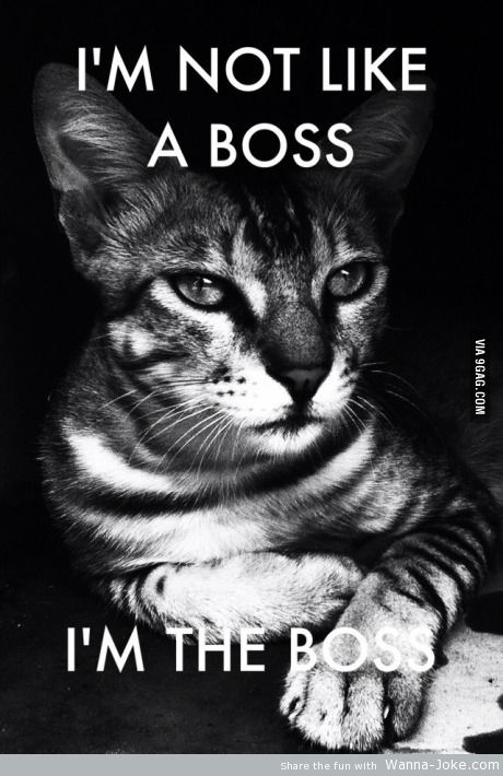 Boss Cat