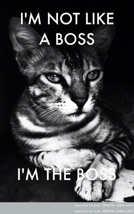 like-a-boss-cat