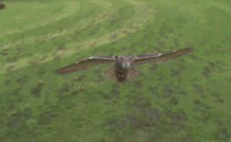 amazing-owl