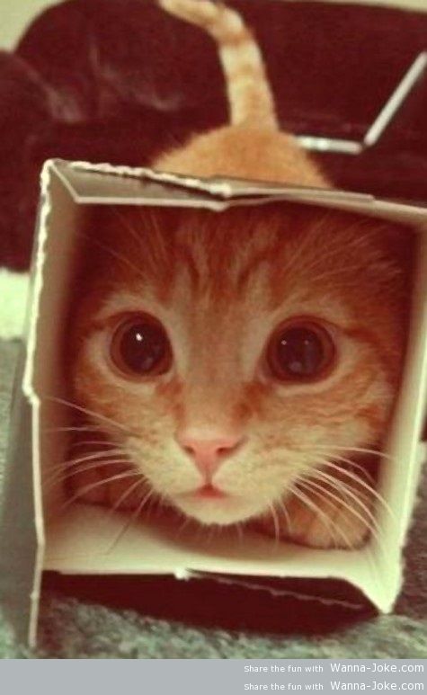cute-kitty