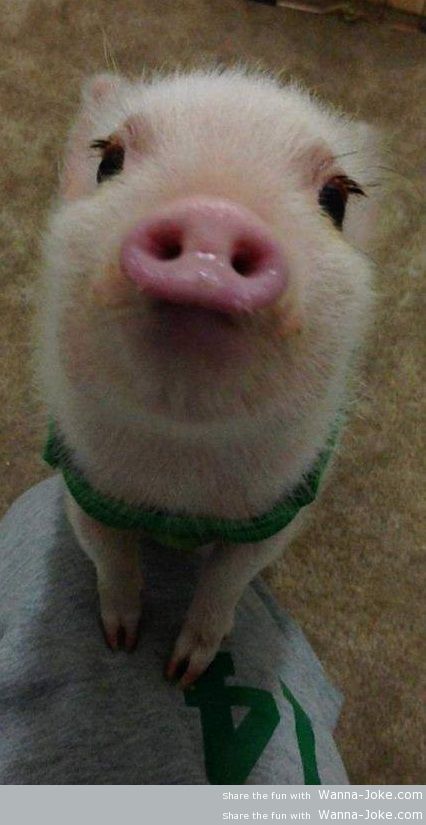 cute-pig
