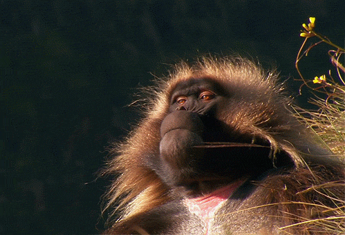 fabulous-monkey