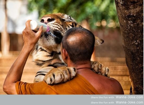 feeding-tiger