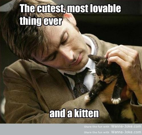 funny-Dr-Who-cat-lovable-thing