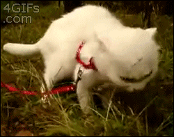 funny-cat-eating-grass