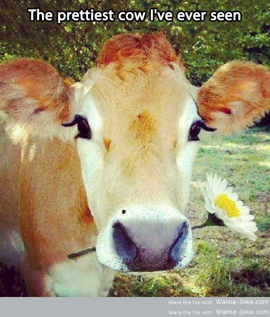 funny-cow-flower-pretty