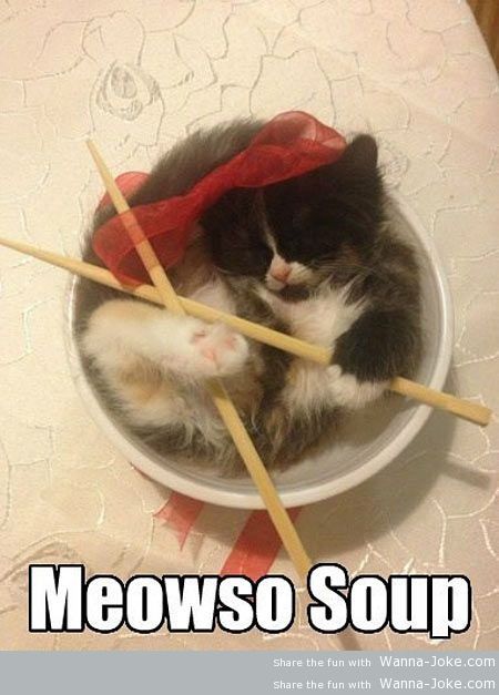 funny-cute-kitten-soup