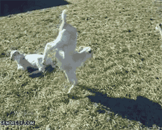 funny-gif-goat-go-home-you-are-drunk