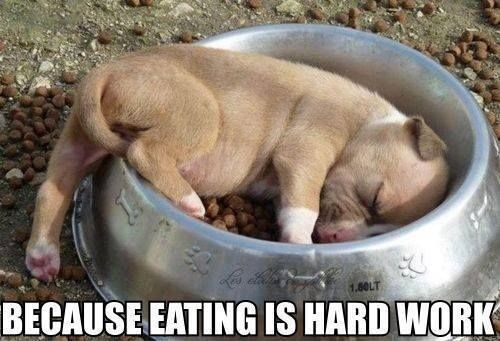 funny-pictures-dog-eating-is-hard-work