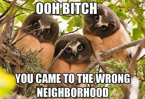 funny-pictures-owls-wrong-neighborhood
