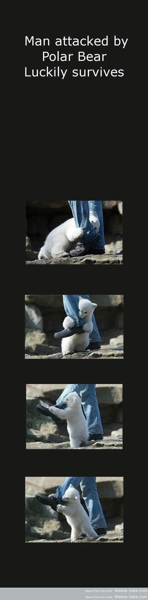 polar-bear-attack