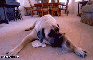 funny-gifs-cat-and-dog-cute