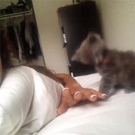 funny-gifs-cute-cat-attack