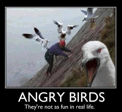 funny-pictures-angry-birds-in-real-life