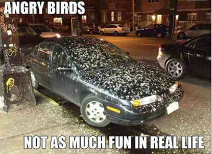 funny-pictures-angry-birds-real-life