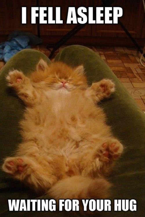 funny-pictures-cat-fell-aleep