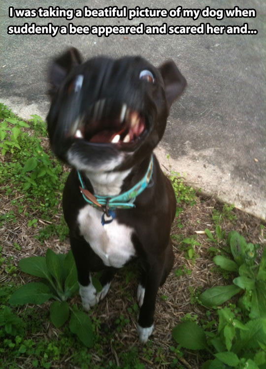 funny-pictures-dog-photo-fail