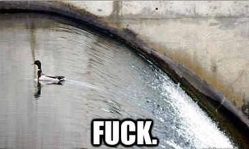 funny-pictures-duck-waterfall-fuck
