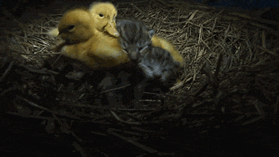 funny-gif-cat-ducks-cute