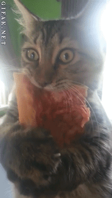 funny-gif-cat-pizza-food