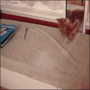funny-gif-not-the-brightest-but-cute