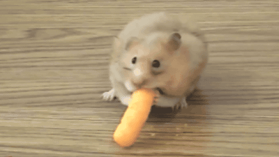 funny-gifs-hamster-cheeto