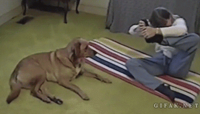funny-gis-dog-yoga