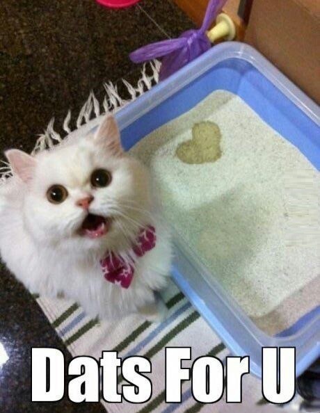funny-picture-cat-dats-for-you-heart