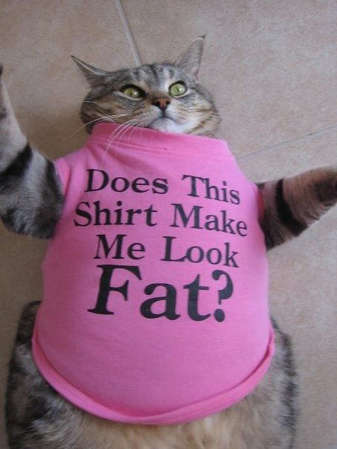 funny-pictures-cat-fat-shirt