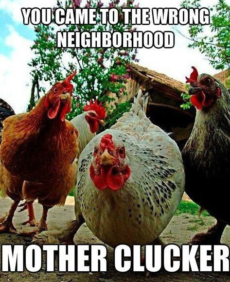 funny-pictures-chicken-wrong-neighborhood