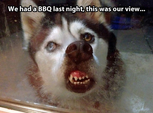 funny-pictures-dog-bbq-face